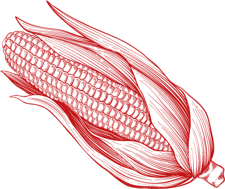 mazorca